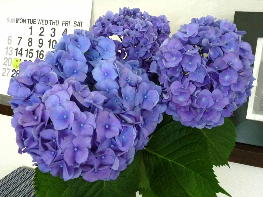 6月の花っ!!_c0223095_1421476.jpg