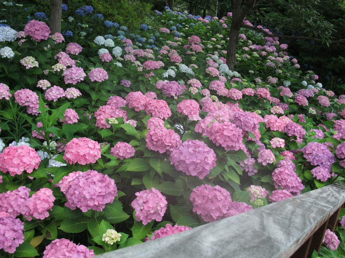 b0044296_20324734.jpg