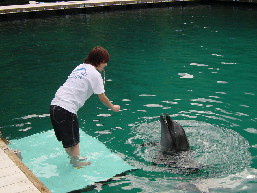 プロサーファー イルカに乗る Dolphins Pacific 裏ブログ