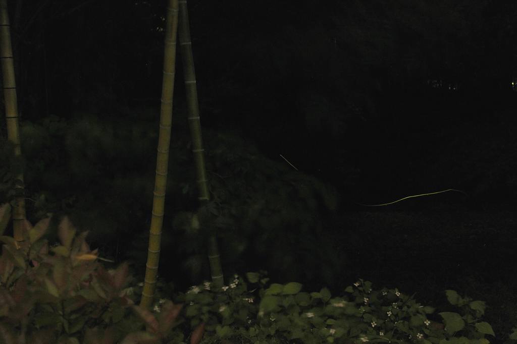 幼鳥の飛び付き/我が町のホタル_b0024798_5131597.jpg