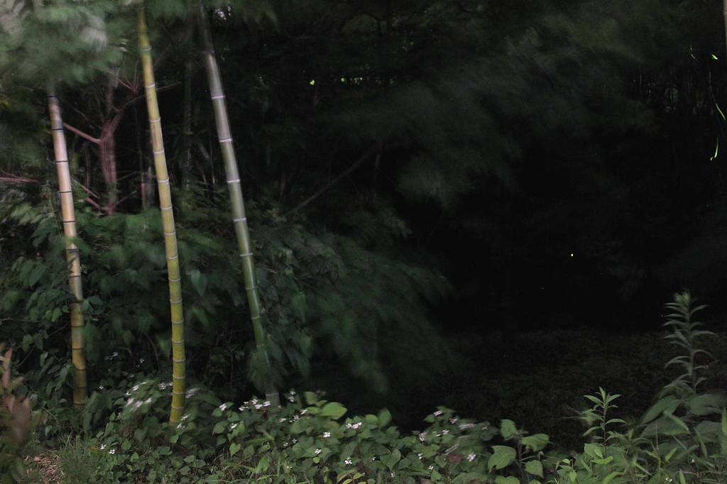 幼鳥の飛び付き/我が町のホタル_b0024798_5133655.jpg