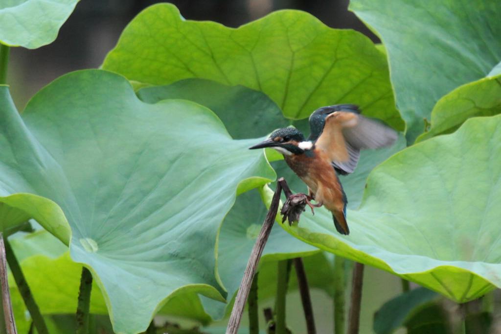 幼鳥の飛び付き／我が町のホタル_b0024798_581385.jpg