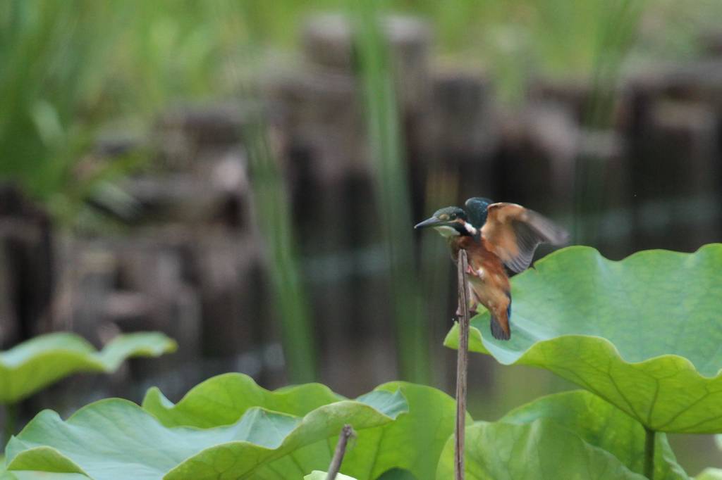 幼鳥の飛び付き／我が町のホタル_b0024798_583063.jpg