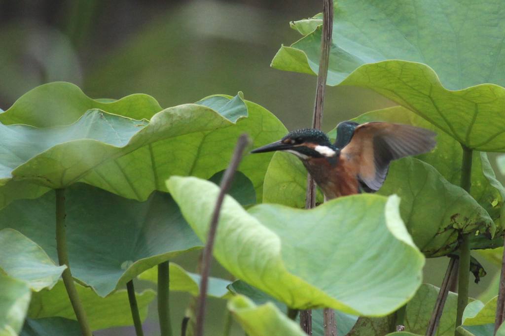 幼鳥の飛び付き/我が町のホタル_b0024798_584338.jpg
