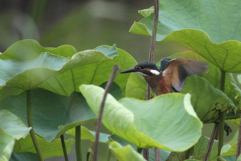 幼鳥の飛び付き／我が町のホタル_b0024798_584338.jpg