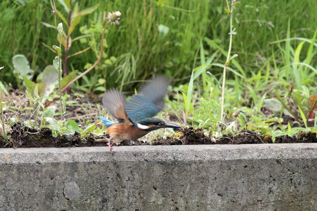 幼鳥の飛び付き／我が町のホタル_b0024798_59576.jpg