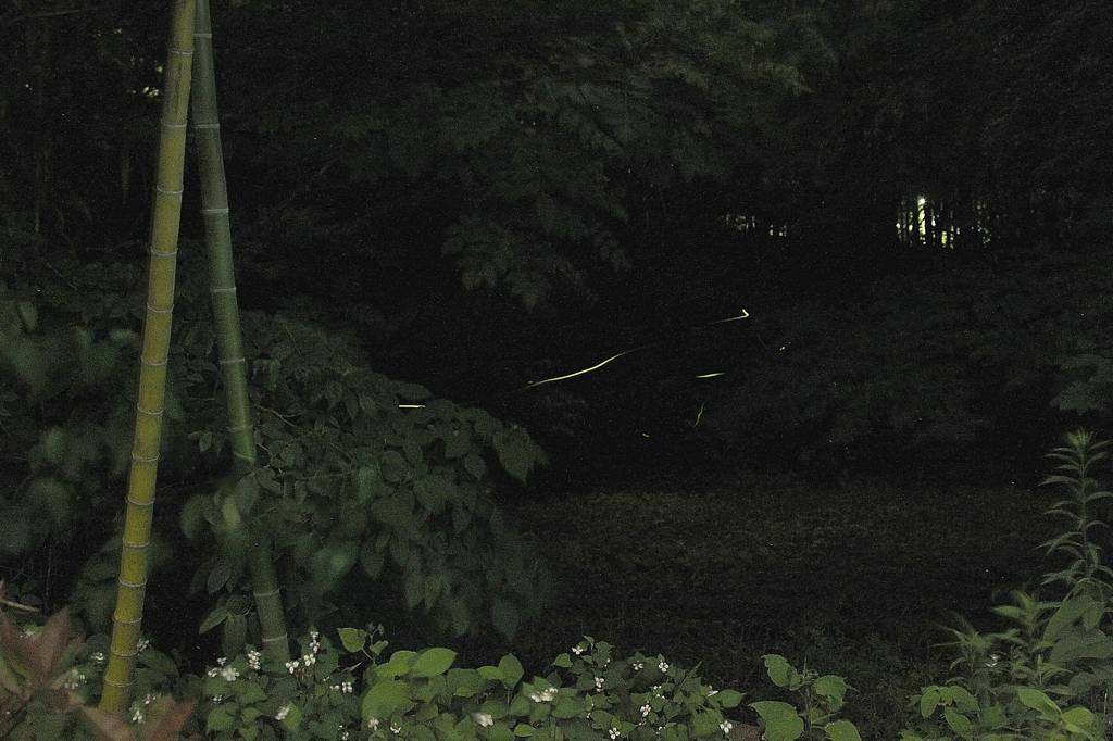 幼鳥の飛び付き/我が町のホタル_b0024798_950424.jpg