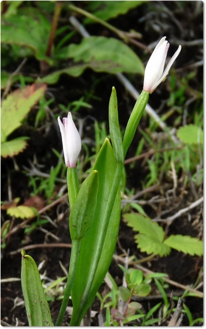 阿蘇の野草の続き。_b0025101_1423485.jpg