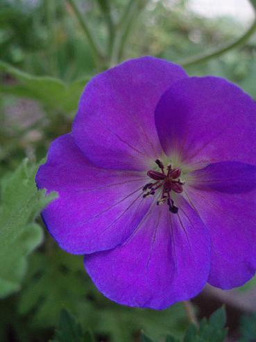 Geranium Rozanne ゲラニウム ロザンネイ 初めてのバラ庭づくり Geranium Rozanne ゲラニウム ロザンネイ 初めてのバラ庭づくり