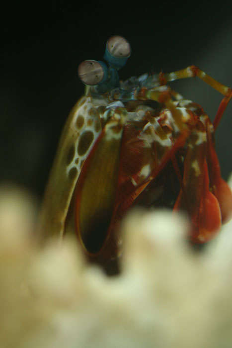 モンハナシャコ 水族館ふりーく モンハナシャコ 水族館ふりーく