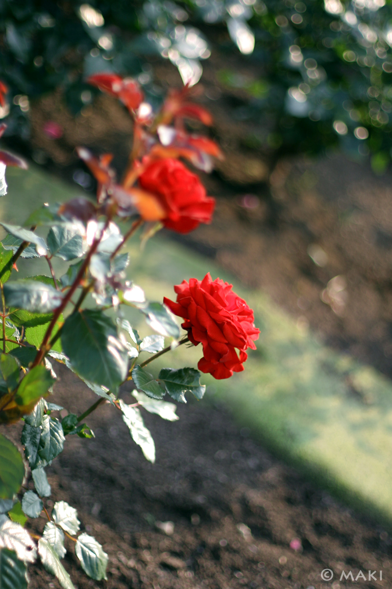 c0128108_25522.jpg