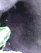 e0103408_12175029.gif