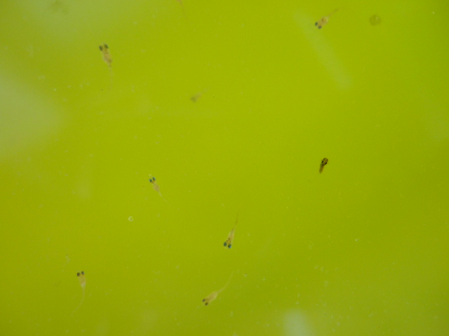 f0152308_20372972.jpg