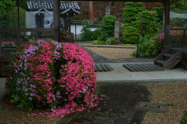 三鈷寺、そして善峯寺へ_e0177413_2317157.jpg