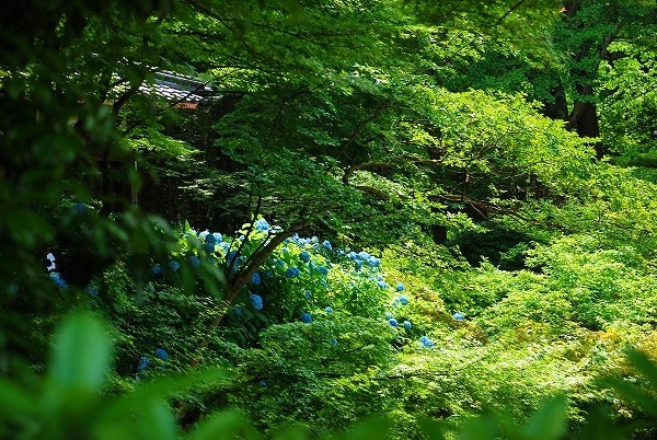 紫陽花　－　一言寺（金剛王院）_a0114714_20205955.jpg