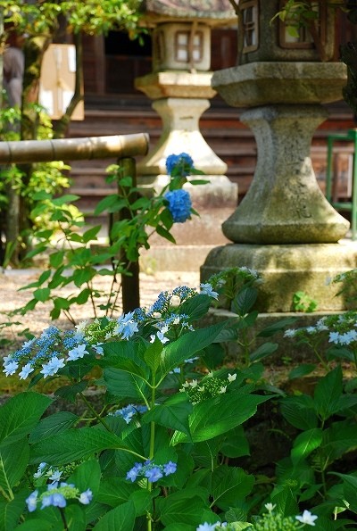 紫陽花　－　一言寺（金剛王院）_a0114714_20211946.jpg