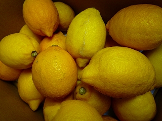 c0203514_2051569.jpg