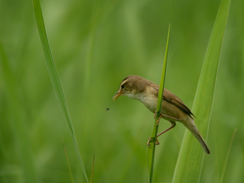 コヨシキリ_f0051915_2332089.jpg