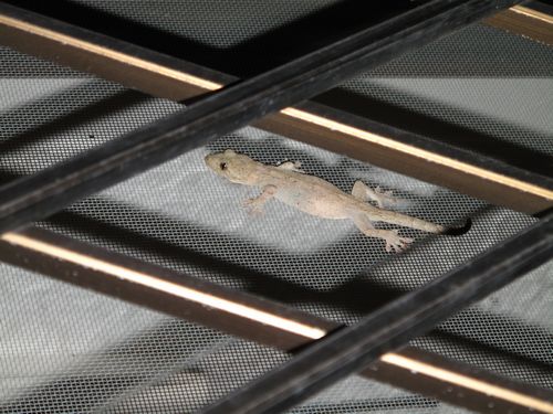 ヤモリのおなか 雑感 あるいは 玩具箱