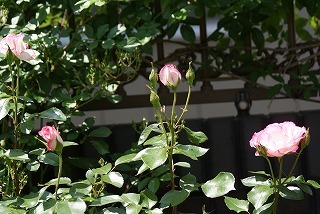 f0170524_20105332.jpg