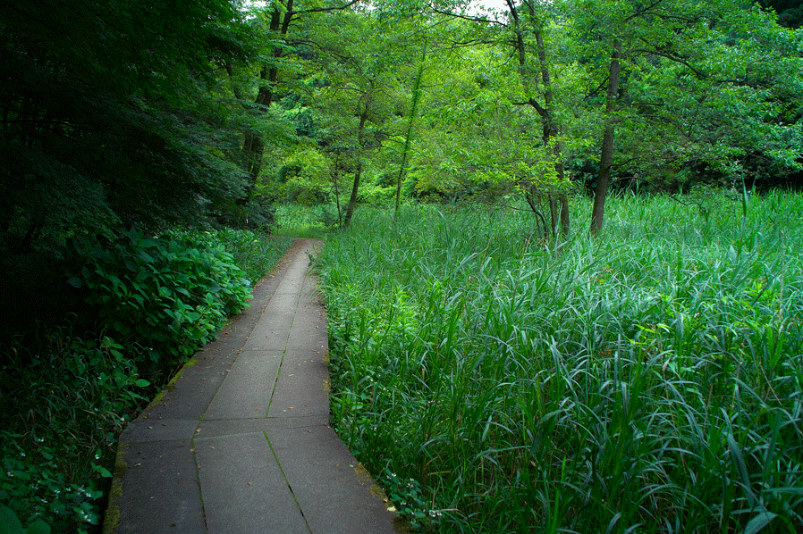 c0223825_1183990.gif