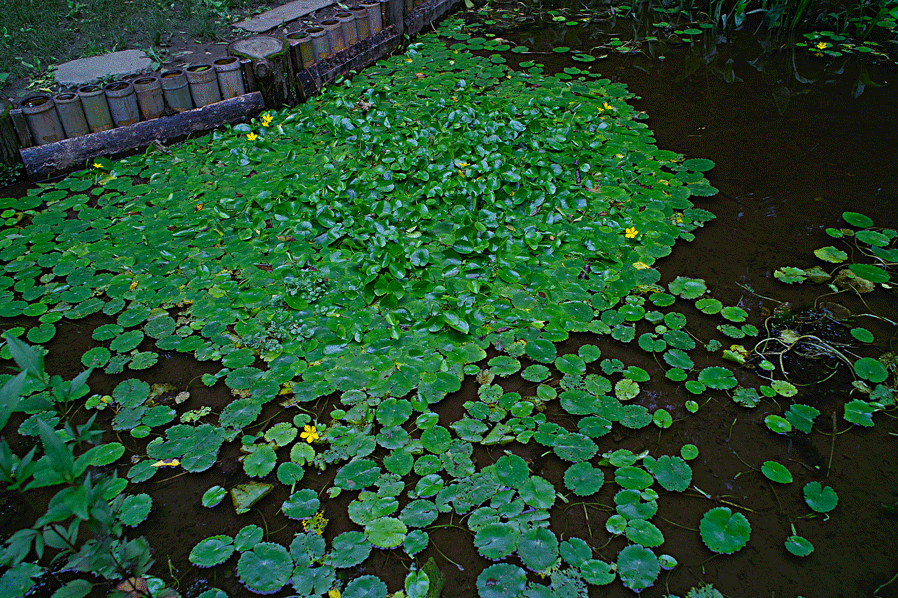 c0223825_129166.gif