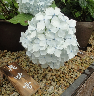 b0001326_22594575.jpg
