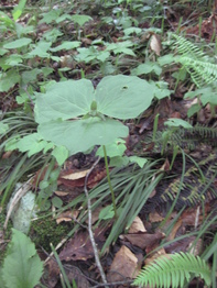 衣紋滝!_c0213830_20143010.jpg