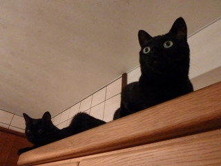 ふたりの猫さん高いとこ猫 のぇるろった編。_a0143140_20561064.jpg