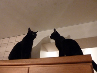 ふたりの猫さん高いとこ猫 のぇるろった編。_a0143140_2058742.jpg