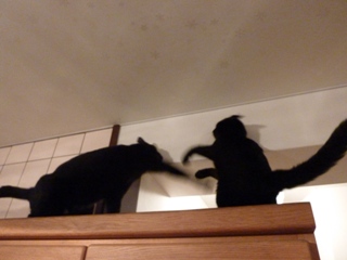 ふたりの猫さん高いとこ猫 のぇるろった編。_a0143140_2059070.jpg