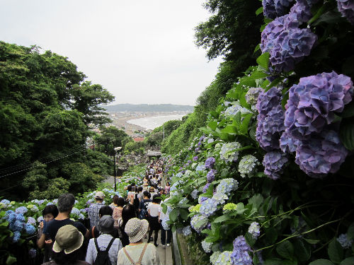 鎌倉＠成就院の紫陽花_f0048546_5543547.jpg