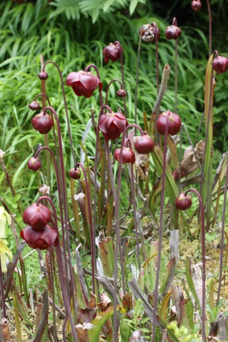 c0118352_00227.jpg