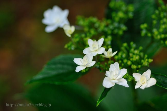 紫陽花『墨田の花火』_c0124256_1955249.jpg