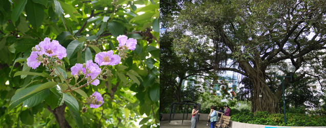 九龍公園　Kowloon Park_d0154257_14404958.jpg