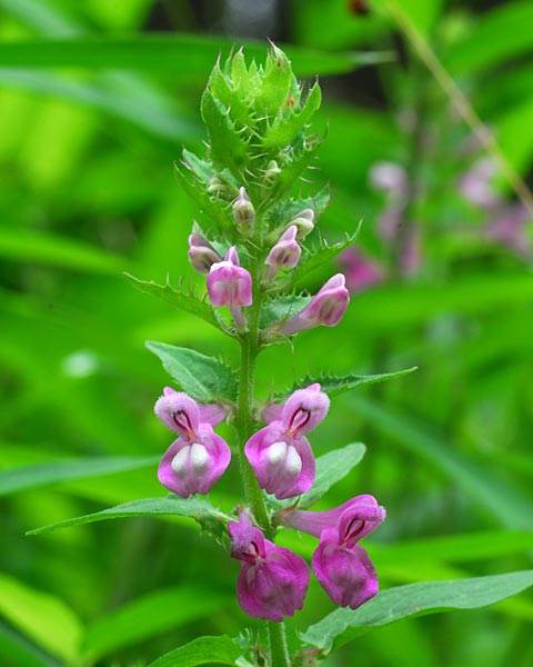 e0035757_2315774.jpg