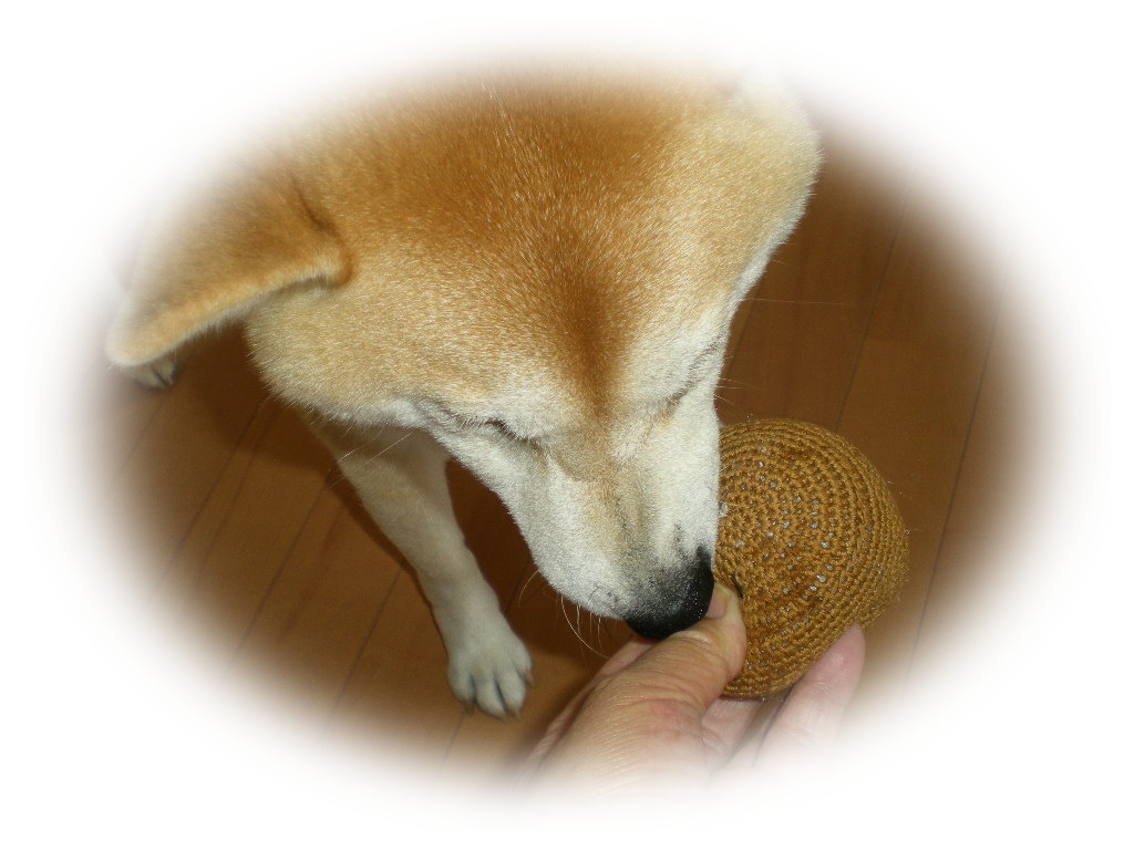 2010年6月22日(火)蛍とホタルブクロ!_f0060461_1045266.jpg
