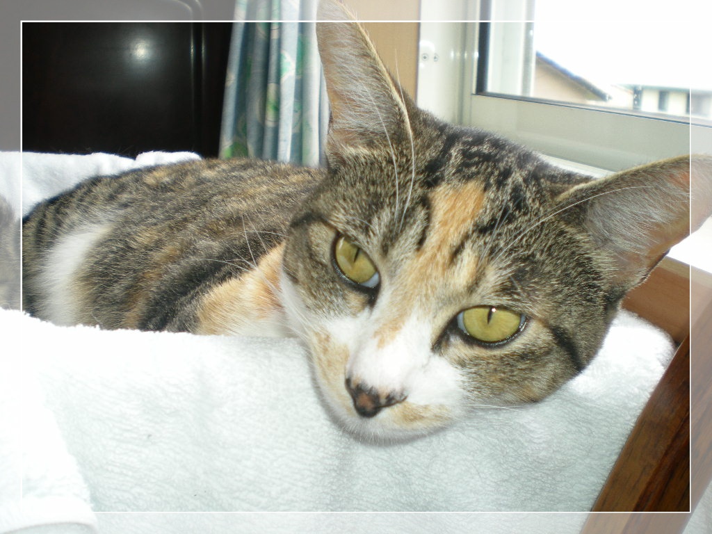 2010年6月22日(火)蛍とホタルブクロ!_f0060461_10462519.jpg