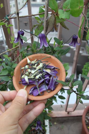 花がら摘みと凋花切り 東京ベランダ通信 花がら摘みと凋花切り 東京ベランダ通信