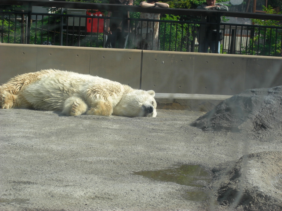 北海道旅行　２日目　旭山動物園_e0184673_21102678.jpg