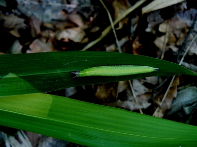 d0019074_6522193.jpg