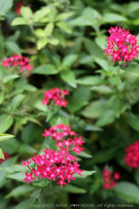 c0139375_15185464.jpg