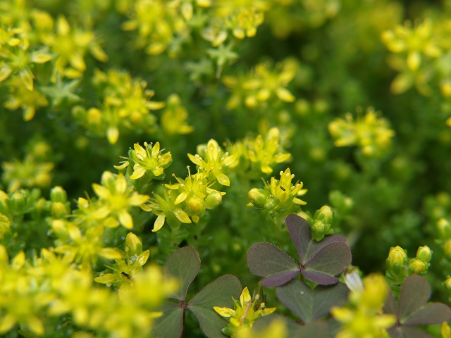 『大唐米（タイトゴメ）の花』_d0054276_1951377.jpg