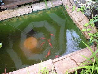 水のガーデン☆簡単!お池の作り方_a0142778_1425127.jpg