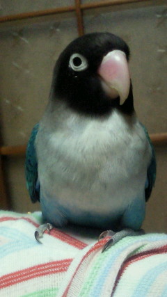 e0175288_98861.jpg