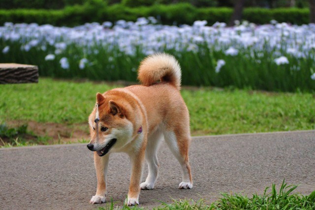 感情的になるのはやめましょう。_a0126590_2310401.jpg