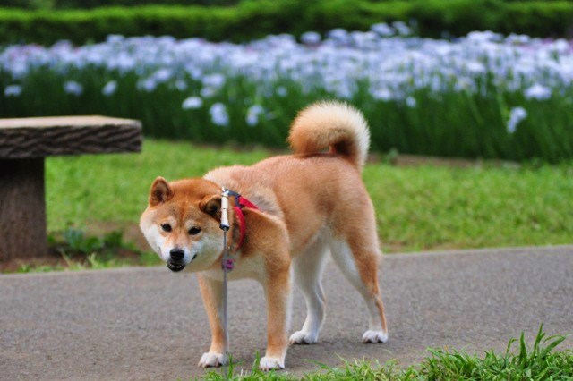 感情的になるのはやめましょう。_a0126590_23105790.jpg