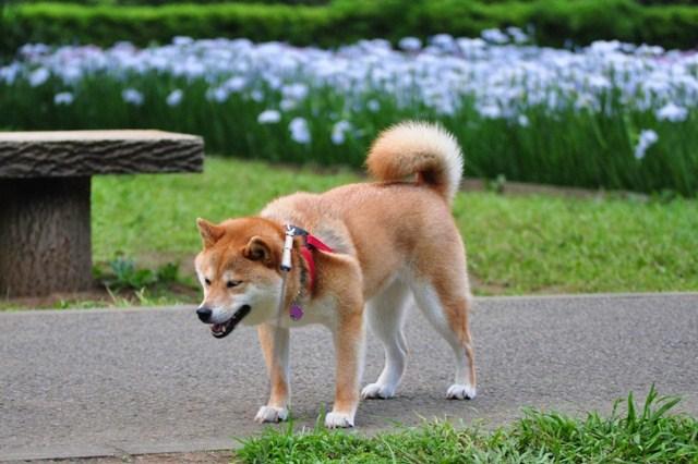 感情的になるのはやめましょう。_a0126590_23115766.jpg
