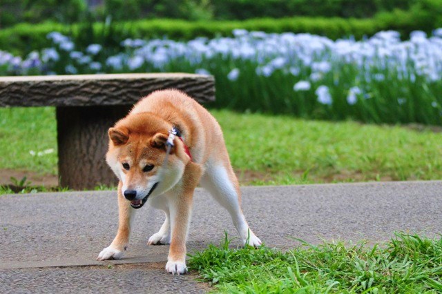 感情的になるのはやめましょう。_a0126590_23122284.jpg