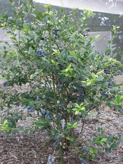 e0163202_20404170.jpg
